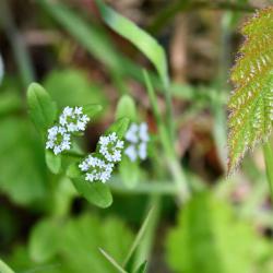 Cornsalads are small annuals with characteristically forked, branching stems.