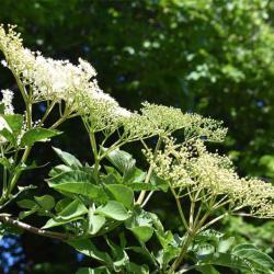 The Elder's fragrant flowers open in May, followed by black berries.