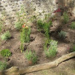 Lavender augustifolia 'Platinum Blonde', Heene Cemetery Memorial Garden planting, October 2025.