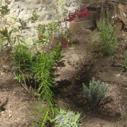 Memorial Garden planting - Penstemon ‘Firebird’
