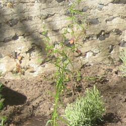 Memorial Garden planting, Salvia 'Hot Lips'