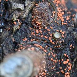 The pustules of Coral Spot appear in colonies on the surface of dead deciduous branches in autumn.