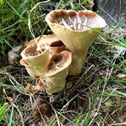 Dryad's Saddle fungus is a bracket fungus that grows on deciduous trees