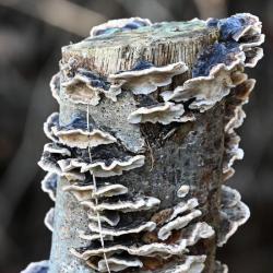Turkeytail is a colourful bracket fungus that appears to be made of concentric circles of banded colour, growing in tiered clumps.