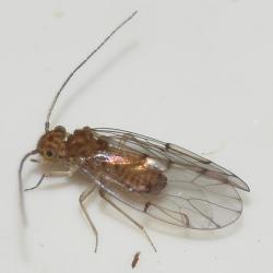 Barkfly, Ectopsocus briggsi, Heene Cemetery, November 2025.