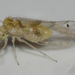 Barkfly, Trichopsocus clarus, Heene Cemetery, November 2025.