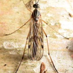 This is a common species of window gnat. Larvae appear on dung and other decaying matter.