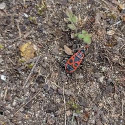 The Firebug (Pyrrhocoris apterus) has only relatively recently been found in Britain, where it is now established.