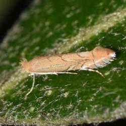 Ilex Leaf-miner moth, Heene Cemetery, October 2025.