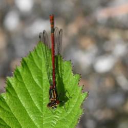 This insect is around 3.5 centimetres in length and has a wingspan of just under 5 centimetres. It's a regular visitor to gardens.