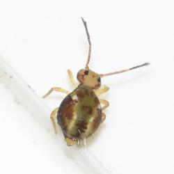 Springtail, Dicyrtomina saundersi, Heene Cemetery, November 2025.