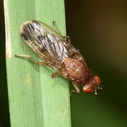 Adults of this species are most often found in the vicinity of fungi and decaying matter, both media of which are suitable for their larvae. (Photo credit: Stuart MA Ball.)