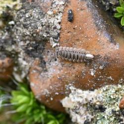 Polyxenus lagurus is found in many areas of Europe, usually on old walls that offer small hiding places.