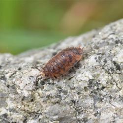 The Common Rough Woodlouse has raised tubercles as if it has been stamped by an erratic Brailler machine.