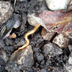 The Western Yellow Centipede is our longest centipede, at about 7 cm.