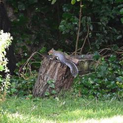 The ever wary Grey Squirrel keeps its distance from people.