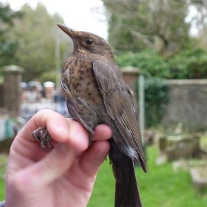 This female Blackbird is about to be released, having been ringed in Heene Cemetery on March 15th 2021. 