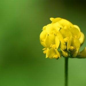 The flowers of Black Medick appear from April to July. Its flower resembles a very small clover, although yellow in colour.
