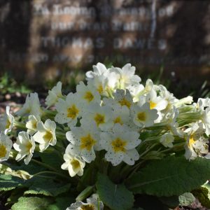 The March flowering of our native primroses is a welcome sight in the countryside.