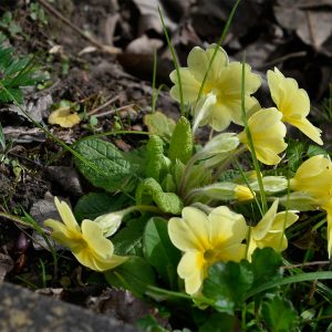 Primroses are associated with courtship. 'The Primrose Path' is a path of delusional pleasure.