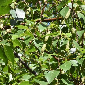 Birch leaf tea is used for gout, rheumatism and dropsy, and to dissolve kidney stones