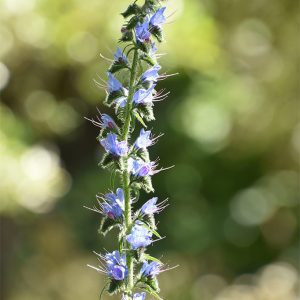 Viper's-bugloss stalks usually display their spikes on one side.