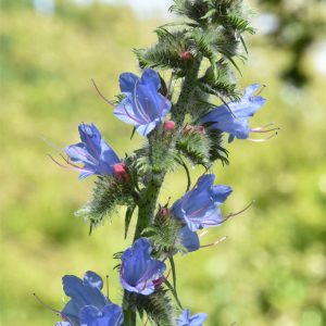 Viper's-bugloss is similar to borage but distinctive with its attractive blue and pink flowers.
