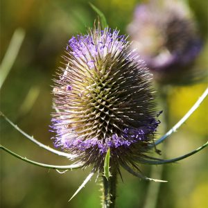 The spikey heads of Wild Teasel can be used for raising the nap of cloth in hat making.