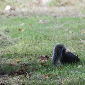 The North American Grey Squirrel was introduced into Britain in the 1870s.