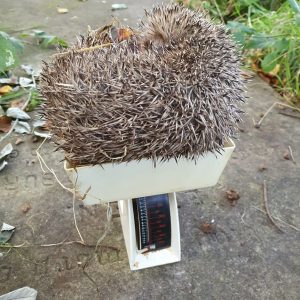 Weighing a Hedgehog to check that its weight is adequate for it to begin hibernation.
