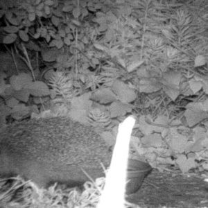 A little nocturnal scurrying triggers one of the trail cameras and grabs a shot of a Western Hedgehog  in action!