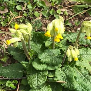 Flowering later than the primrose, the Cowslip is also a useful addition to the early season list of culinary ingredients.