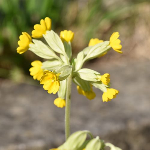 Flowering later than the primrose, the Cowslip is also a useful addition to the early season list of culinary ingredients.