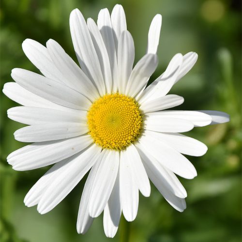The Oxeye Daisy is a highly successful native, one of the most numerous plants in the cemetery, flowering from May. 