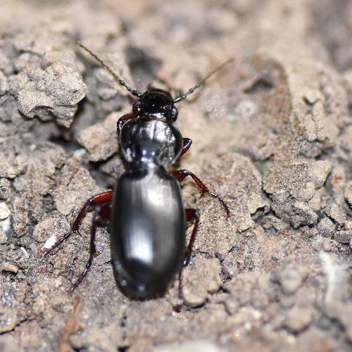 The Black Clock Beetle is a common Autumn breeding beetle, black with brick-red colouration on the legs.
