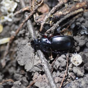 Most UK ground beetles, like this Black Clock Beetle, are nocturnal