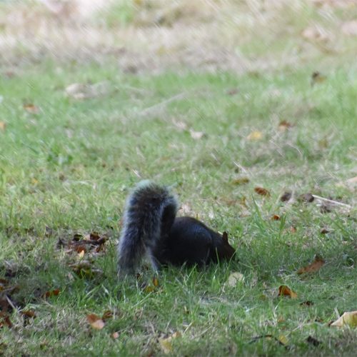 The North American Grey Squirrel was introduced into Britain in the 1870s.