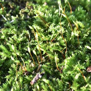 Clustered Feather-moss is a common moss forming mid-green patches on trees, wood, walls, rockeries or stones. 