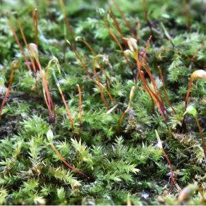  Clustered Feather-moss is just one of 763 species of British mosses.