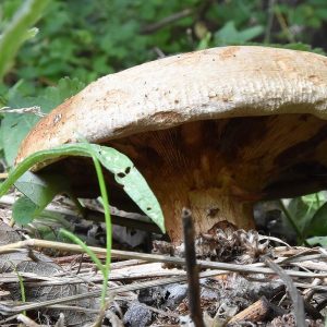 This family Paxillaceae, to which the Brown Rollrim belongs, contains both mushrooms with decurrent gills and pores.