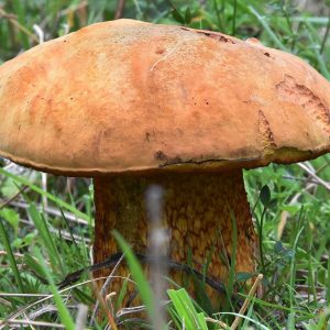 Under the olive-brown cap of the Lurid Bolete are small orange or red pores, which characterise this species.  