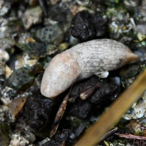 The omnivorous Grey Field Slug is one of our most widespread.