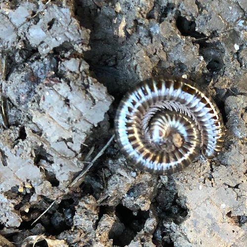 With its shiny grey-black body and its white legs, the White-legged Millipede is one of our most beautiful millipedes.