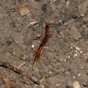 When disturbed the Common or Brown Centipede runs rapidly for cover.