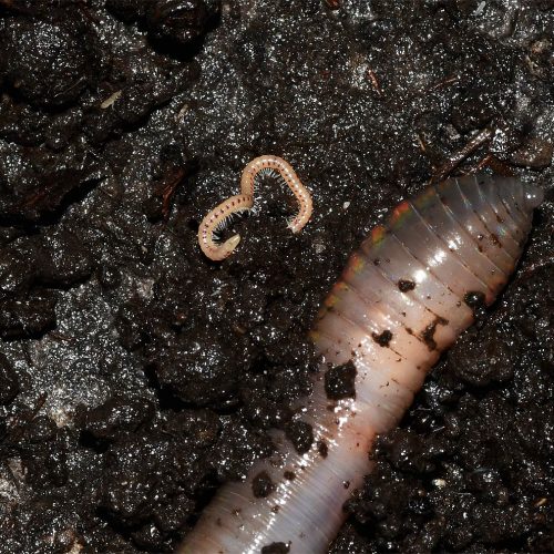 The white or cream-coloured body of the Spotted Snake Millipede has dark red spots on each segment.