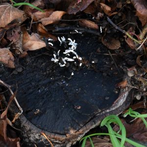 The ends and stalk of the Candlesnuff Fungus eventually blacken.