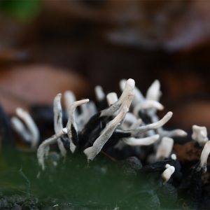The white, erect fruiting body of the Candlesnuff Fungus typically forks into an antler-like shape.