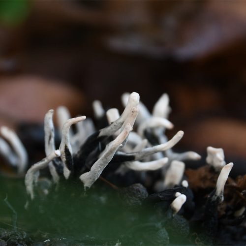 The white, erect fruiting body of the Candlesnuff Fungus typically forks into an antler-like shape.