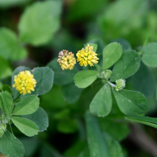 The trefoil leaves of Black Medick have leaflets with a minute point.  The flowers appear from April.