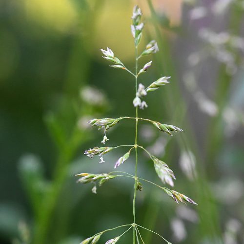This low-growing native grass flowers throughout the year and has a pyramidal panicle.